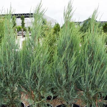 Skyrocket Upright Juniper G7