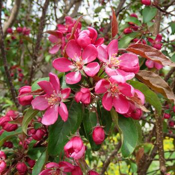 Crabapple-Courageous - G10