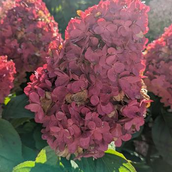 Hydrangea-Love A Lot - G3