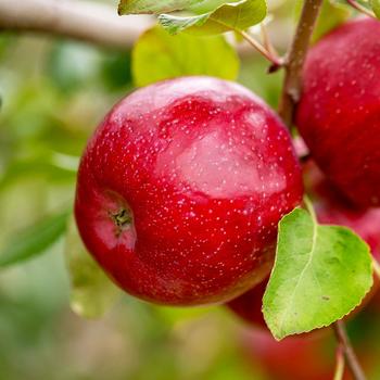 Triumph Apple Tree 5 Gallon