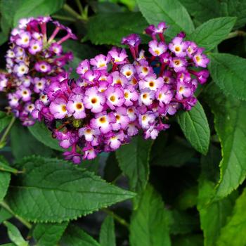 Blueberry Pie Butterfly Bush 2 Gallon