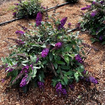 Blueberry Pie Butterfly Bush 2 Gallon
