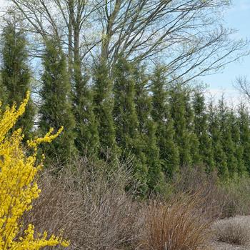 Arb-Full Speed-A- Hedge - G3
