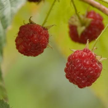 Caroline Raspberry 5 1/2" Square Pot