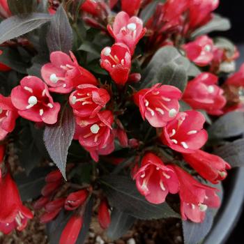 Weigela-Electric Love - G2