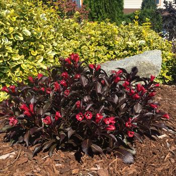 Weigela-Electric Love - G2
