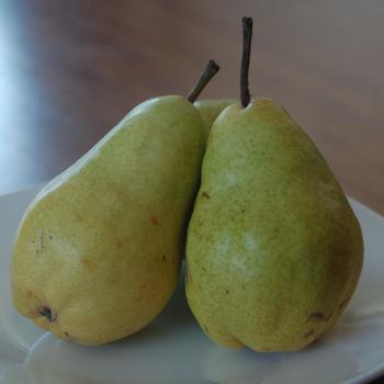 Bartlett Pear Tree 5 Gallon