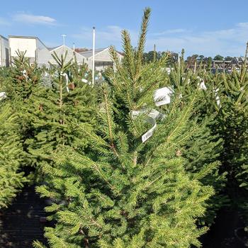 Montrose Charm Spruce G7