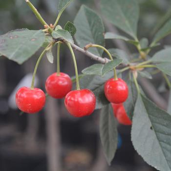 North Star Cherry Tree 5 Gallon