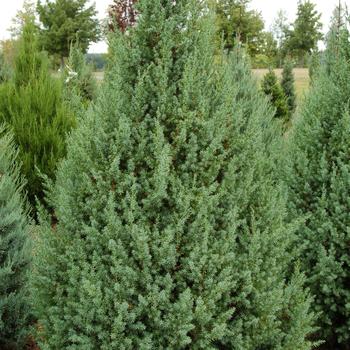 Star Power Upright Juniper 5-6'