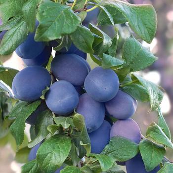 Mount Royal Plum Tree 5 Gallon