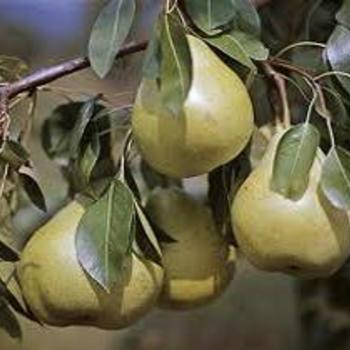 D'Anjou Pear Tree 7 Gallon