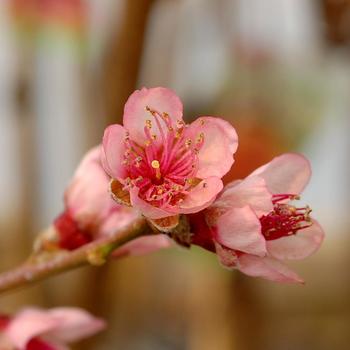 Peach-Reliance - G10