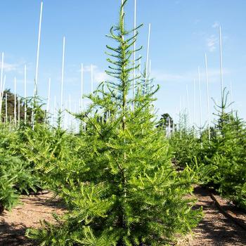 Larch-American - G10