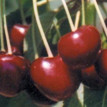 Cherry-Lapin - G5