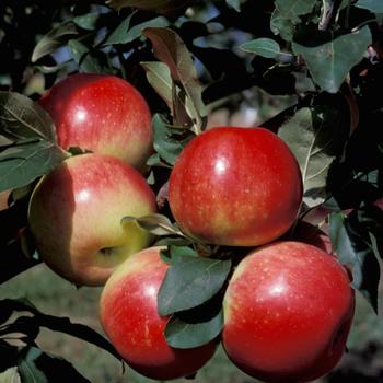 Zestar Apple Tree 5 Gallon