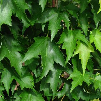 Maple-Armstrong Gold - 2"