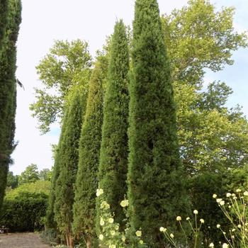 Taylor Upright Juniper 7-8'