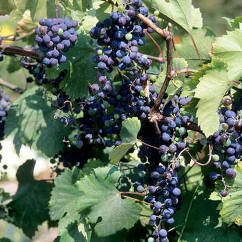 Frontenac Grape 5 1/2" Square Pot
