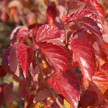 Viburnum-Red Feather - 5-6'