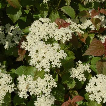 Viburnum-Red Feather - 5-6'