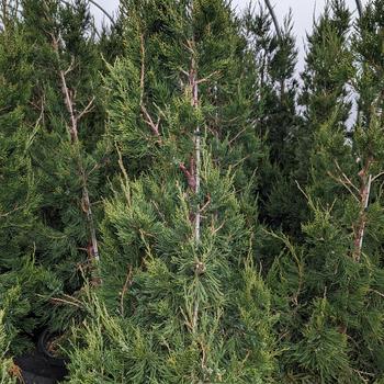 Hetzii Upright Juniper - G7