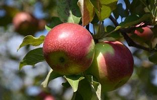 KinderKrisp Apple Tree 5 Gallon