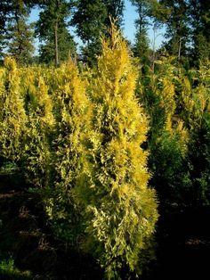 Cat's Eye Arborvitae 5'-6'/b&b