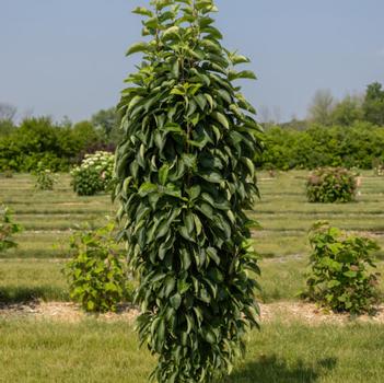 Crabapple-Grn Wall Spire - G10