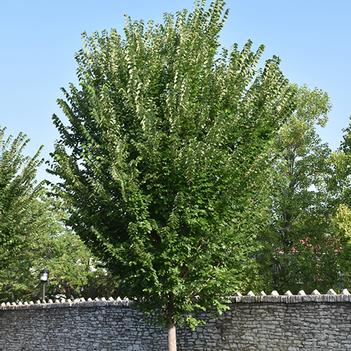Elm-Princeton - G10