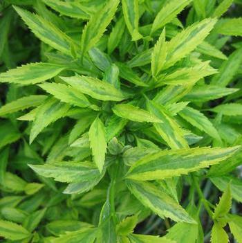 Citrus Swizzle Forsythia 3 Gallon