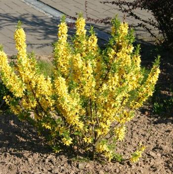 Citrus Swizzle Forsythia 3 Gallon