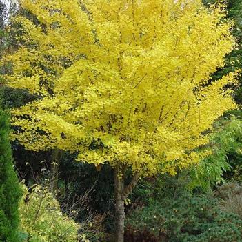 Ginkgo-Dwf Chi Chi - 4-5'