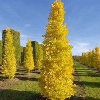 Ginkgo-Menhir - 4-5'