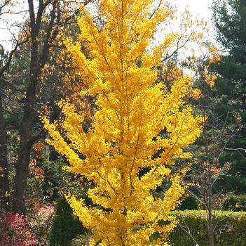 Ginkgo-Princeton Sentry - G15