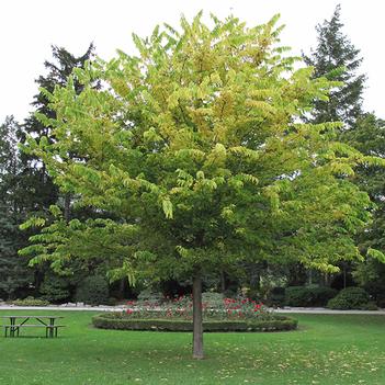 Hackberry-Common - 2"