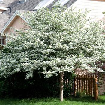 Hawthorn-Cockspr - 6-7'