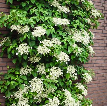 Climbing Hydrangea 2 Gallon