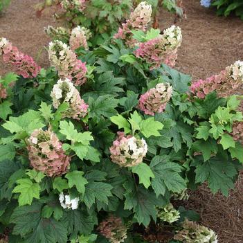 Jet Stream Hydrangea 2 Gallon