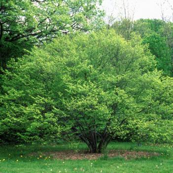 Ironwood-Blue Beech - G10