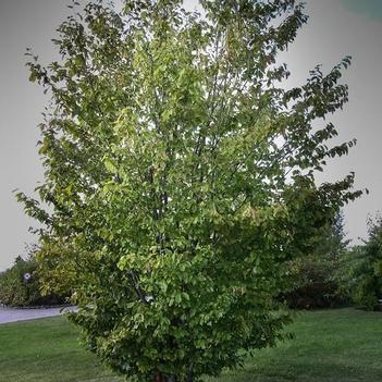 Ironwood-Persian - G7