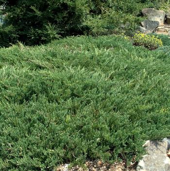 Andorra Juniper G2
