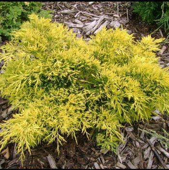 Gold Lace Juniper G3