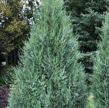 Medora Upright Juniper G6