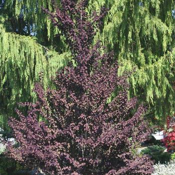 Katsura-Red Fox - 5-6'