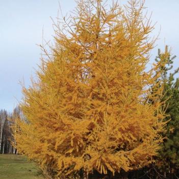 Larch-American - G10