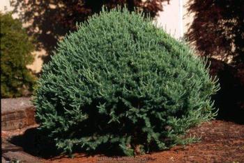 Blue Sparkler Larch 6 Gallon
