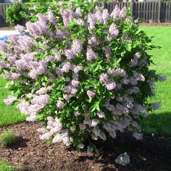 Lilac-Miss Kim - G5