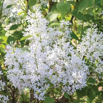 Lilac-New Age White - G3