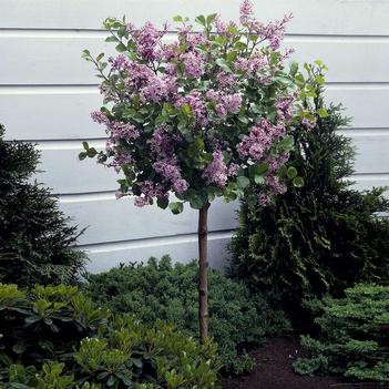 Lilac-Tree Baby Kim - G10